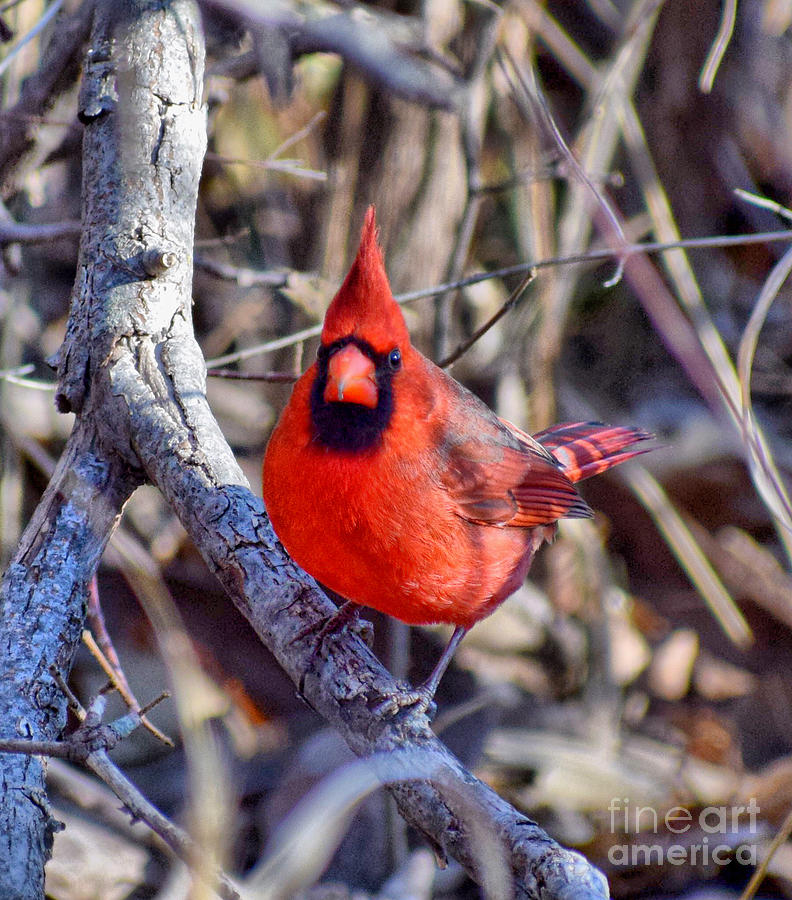 Red Cardinal  #1 Photograph by Anita Streich
