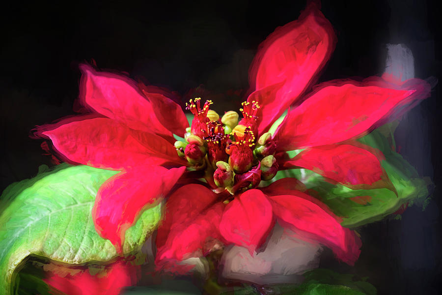 Red Christmas Poinsettia Leaves X118 #1 Photograph by Rich Franco