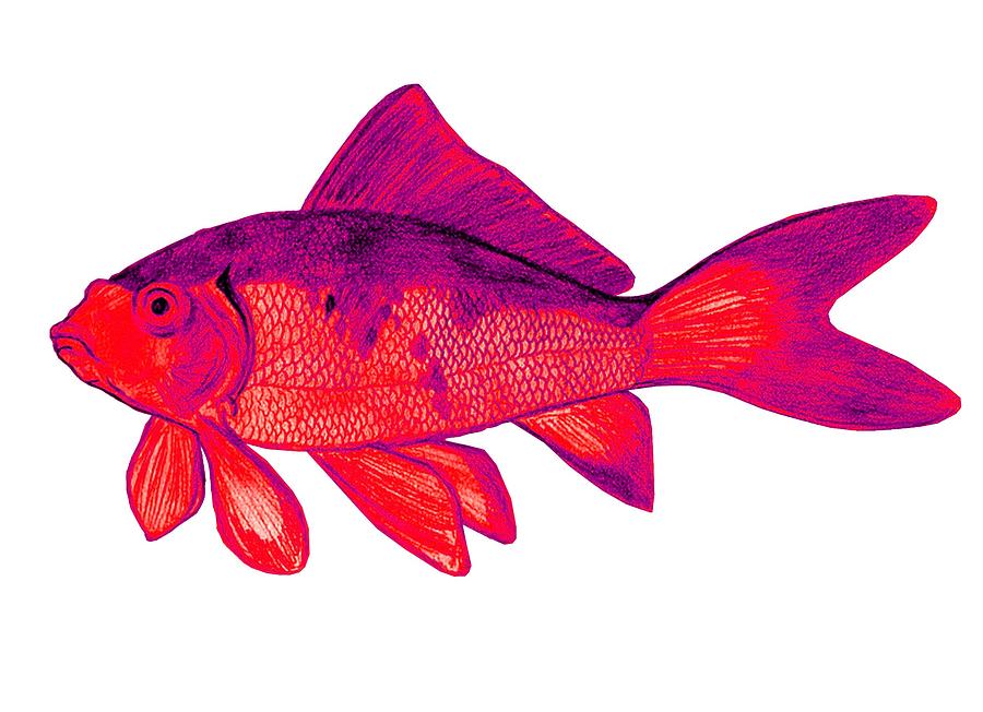 Red Comet Goldfish. Mixed Media by Anthony Seeker Pixels