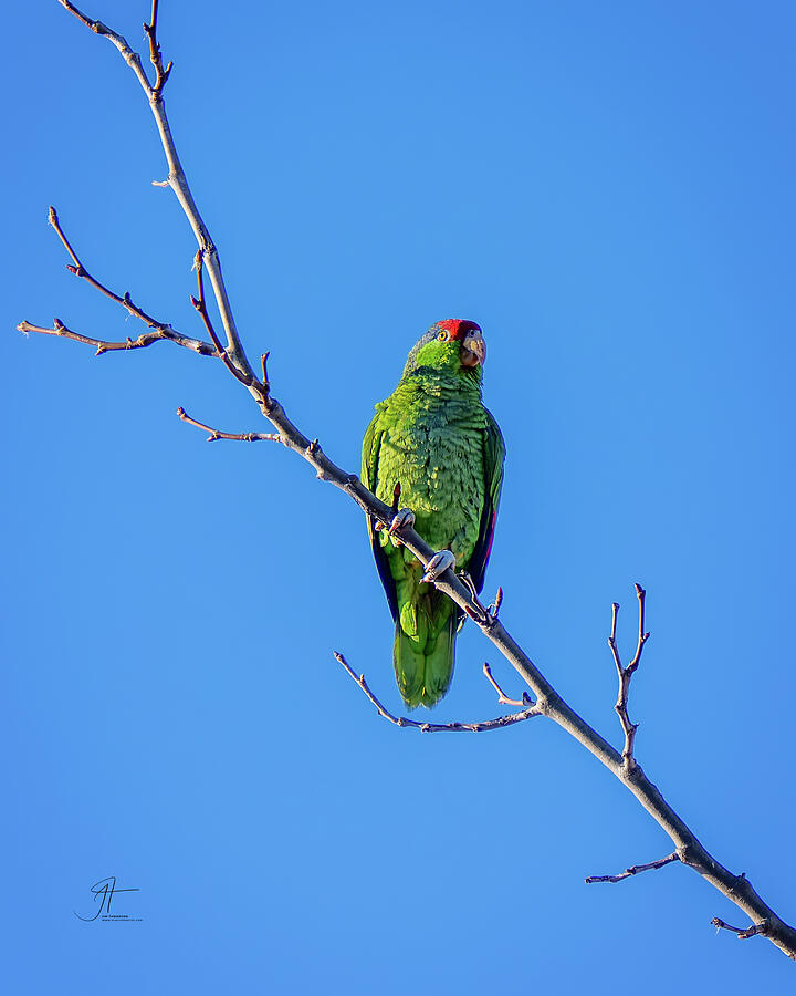 Parrot Photograph - Red-crowned Amazon #1 by Jim Thompson Parrot Photograph - Red-crowned Amazon #1 by Jim Thompson