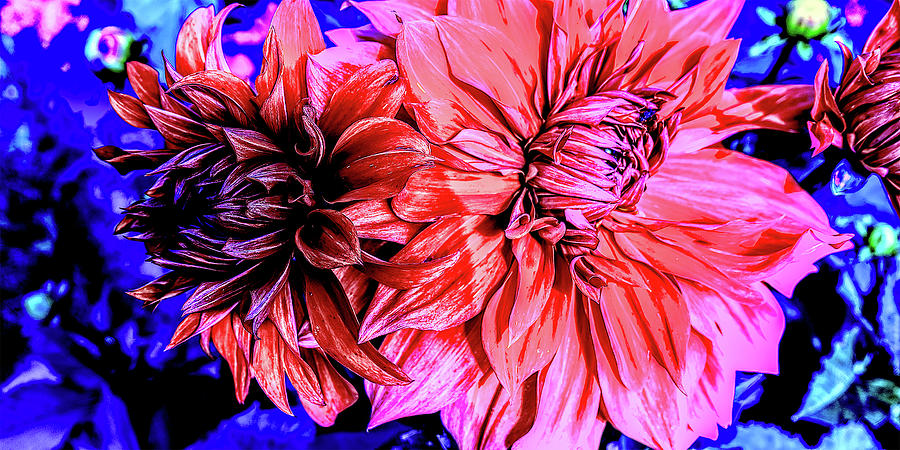 Red dahlias on a blue background #1 Painting by Patricia Piotrak