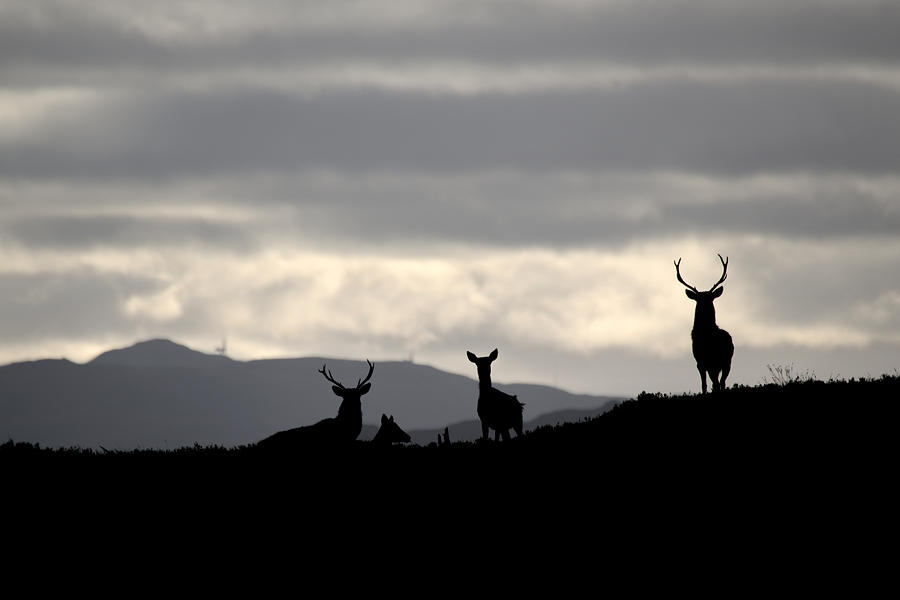 Red Deer Silhouettes #1 Photograph by Gavin MacRae