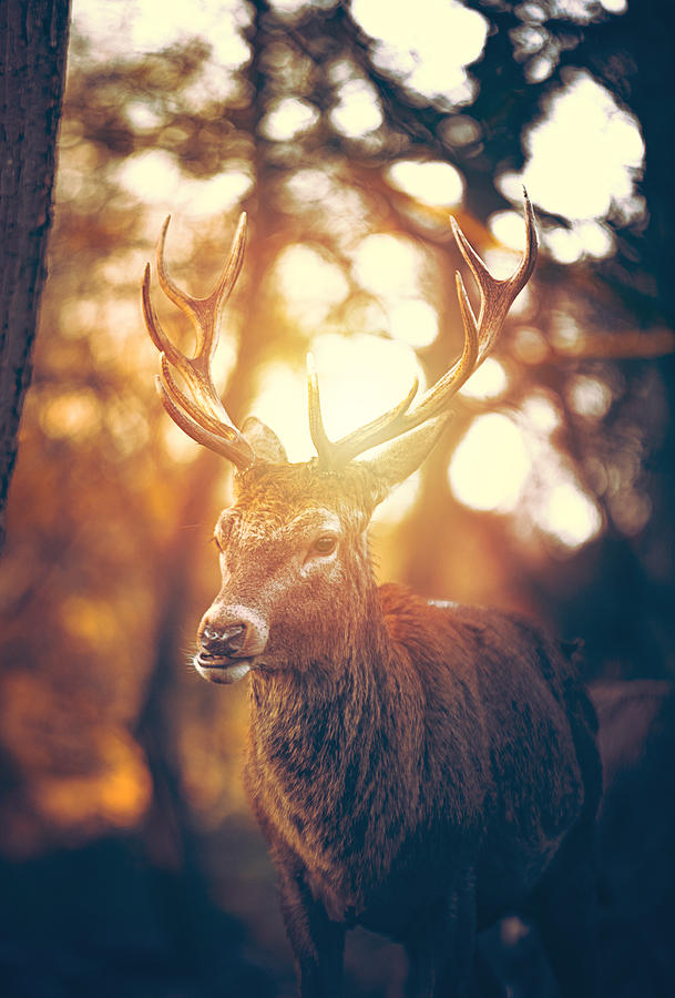 Red Deer Stag Portrait #1 Photograph by Serts