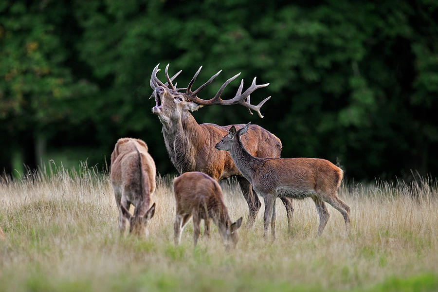 Red Deer Stag with Harem #2 Photograph by Arterra Picture Library