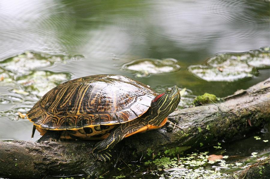 Red Ear Slider Photograph By Roger Look - Fine Art America