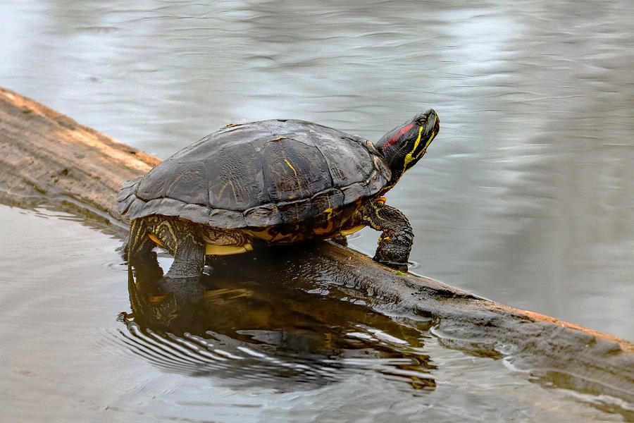 Red-eared Slider on Log Photograph by Joseph Siebert | Fine Art America