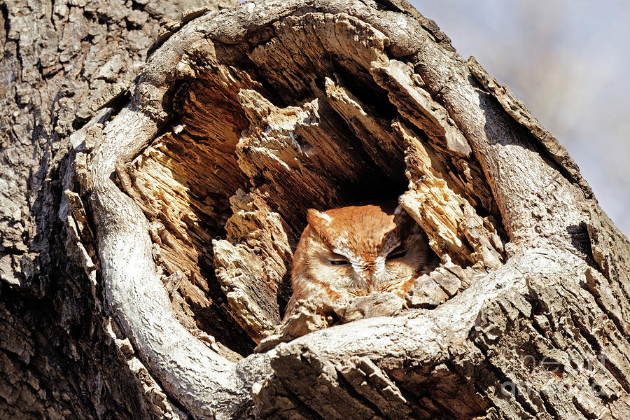 Red Eastern Screech Owl #1 Photograph by Natural Focal Point Photography