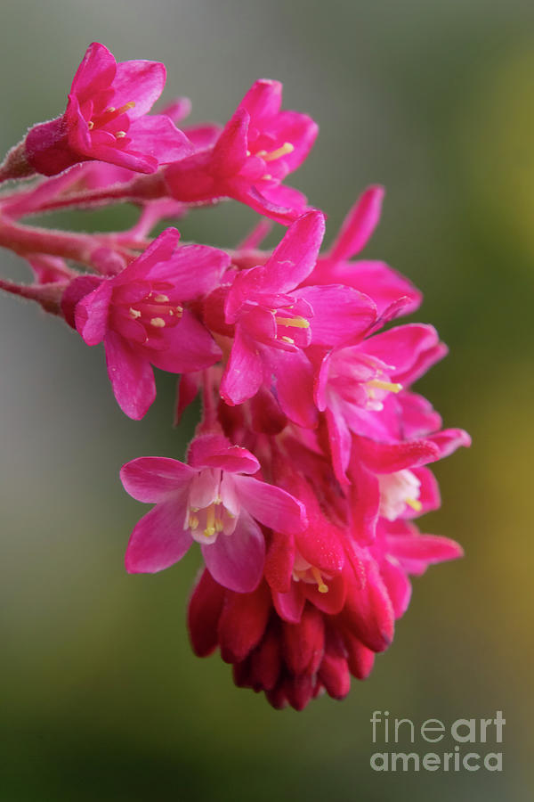 Red-flowering Currant Blossom #1 Photograph by Nancy Gleason