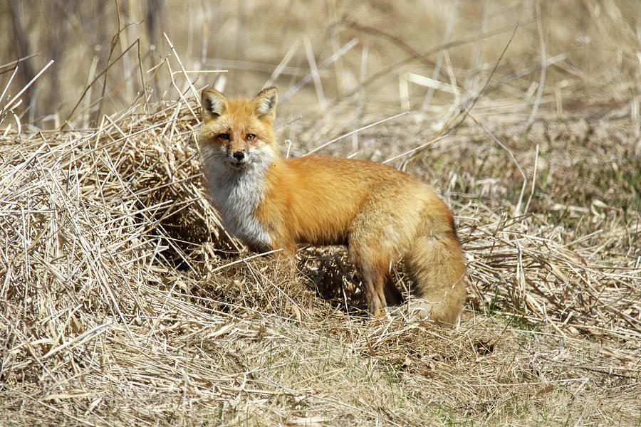Red Fox  #1 Photograph by Brook Burling