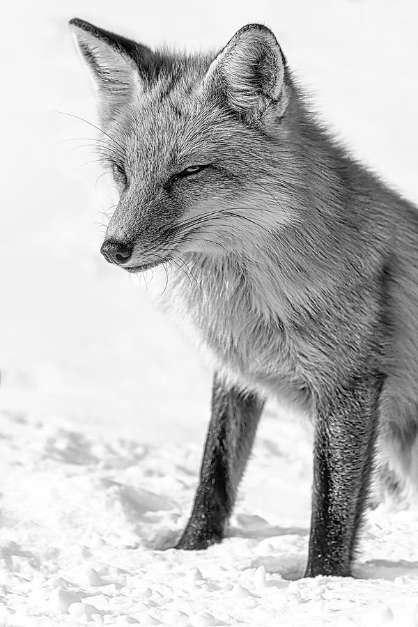 Red Fox In Snow #1 Photograph by Susan Candelario