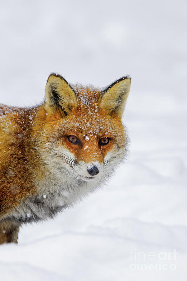 Red Fox in the Snow #1 Photograph by Arterra Picture Library