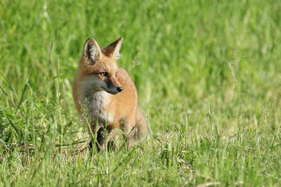 Red Fox Kit #1 Photograph by Brook Burling