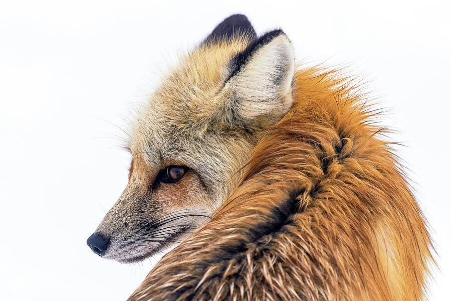 Red Fox Photograph