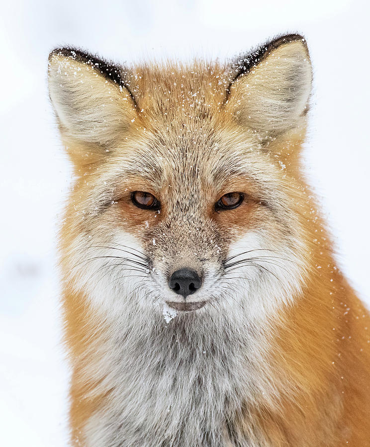 Autumn Red Fox Portrait Photograph by Max Waugh