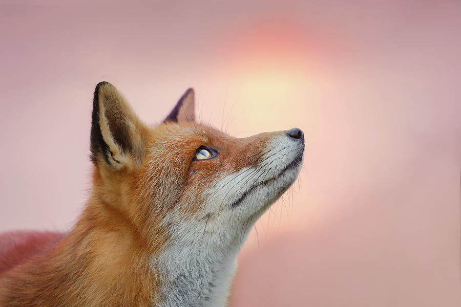 Sunset Photograph - Red Fox Red Sky #2 by Roeselien Raimond