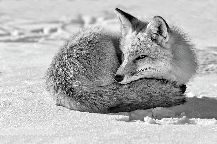 Fox Photograph - Red Fox Resting #1 by Susan Candelario