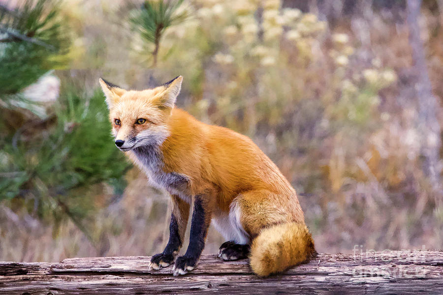 Red Fox  #1 Photograph by Shirley Dutchkowski