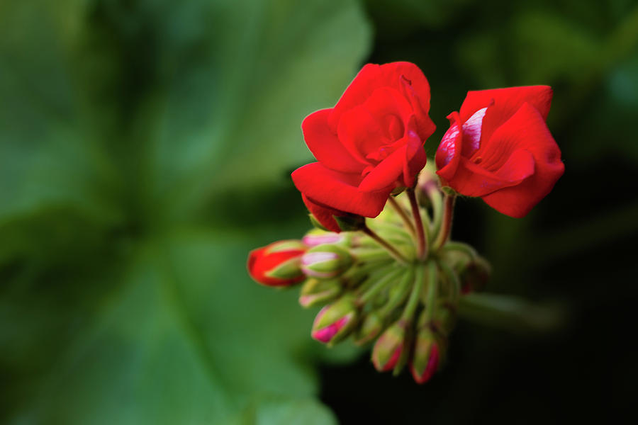 Red Geranium flowers and buds, close-up #1 Photograph by Cristina Stefan
