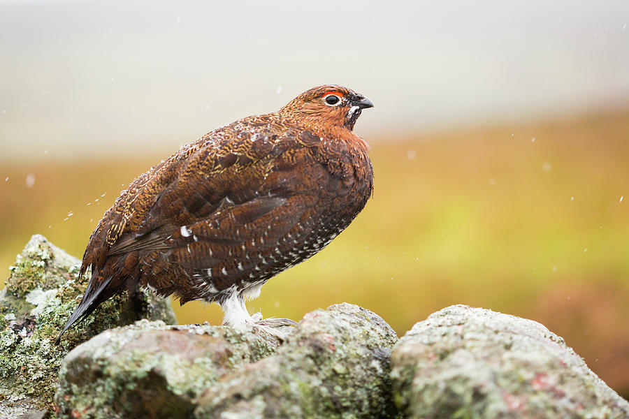 Red Grouse on a dry stone wall in the rain Photograph by Anita Nicholson