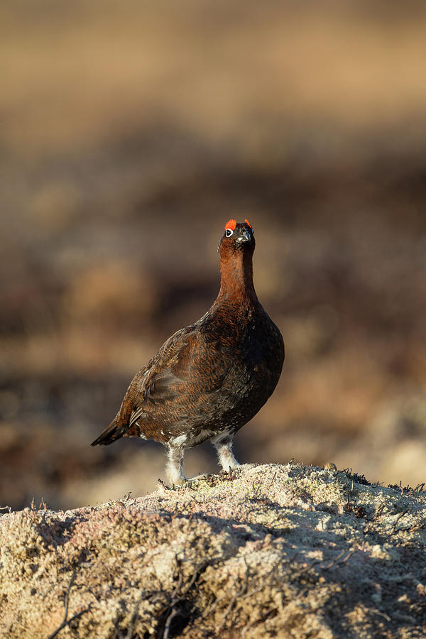 Red Grouse #1 Photograph by Pete Walkden