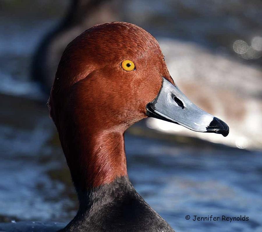 Red Headed Duck Photograph by Jennifer Reynolds - Fine Art America