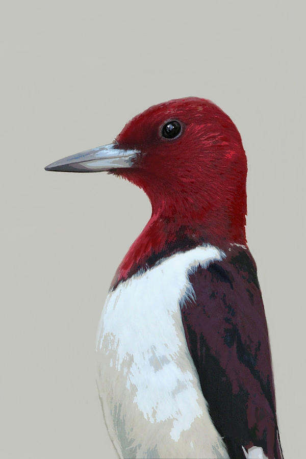 Red-Headed Woodpecker #2 Mixed Media by Judy Cuddehe