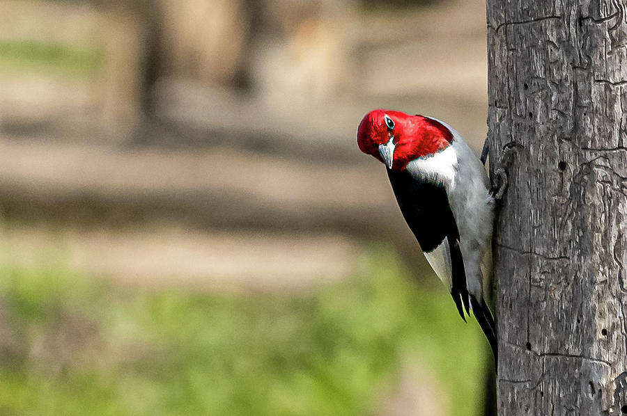 Woodpecker Photograph - Red-Headed Woodpecker #1 by Rick Nelson