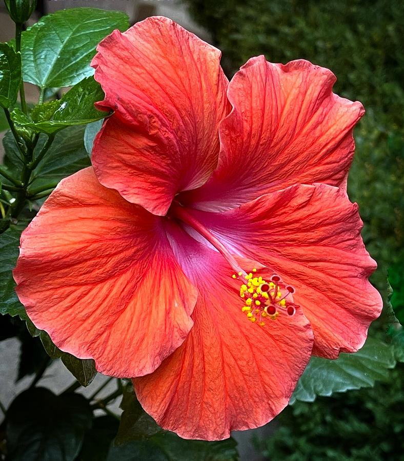 Red Hibiscus #1 Photograph by Beverly Read