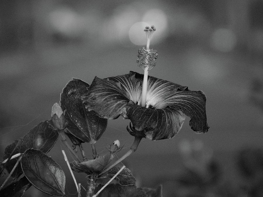 Red Hibiscus Bloom Black And White   #2 Photograph by Christopher Mercer