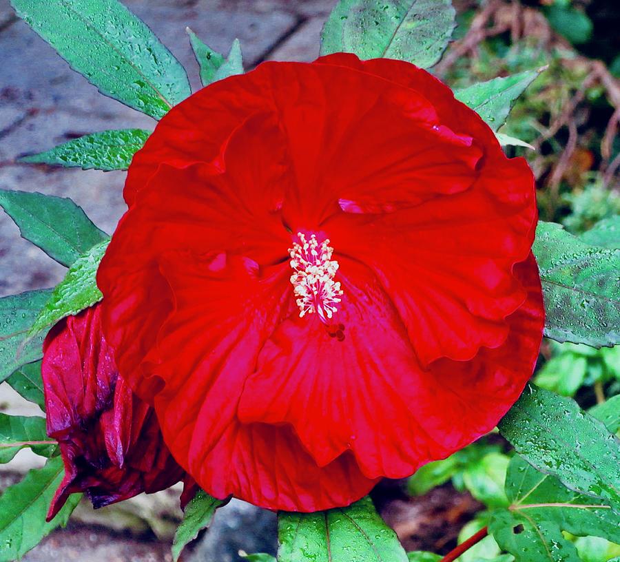 Red Hibiscus #1 Photograph by Stephanie Moore