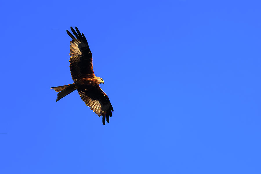 Red Kite Photograph