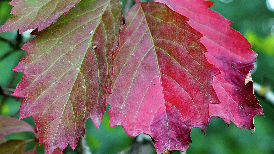 Red leaves #1 Photograph by David Morehead