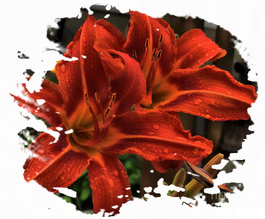 Red Lilies #1 Photograph by Marcia Lee Jones