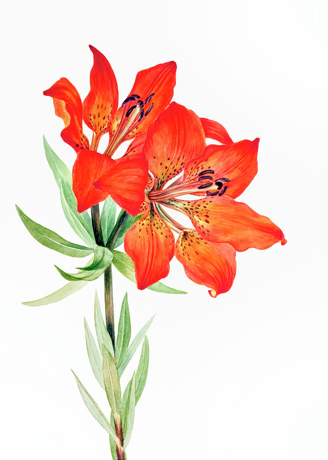 Spring Drawing - Red Lily  #1 by Mary Vaux Walcott