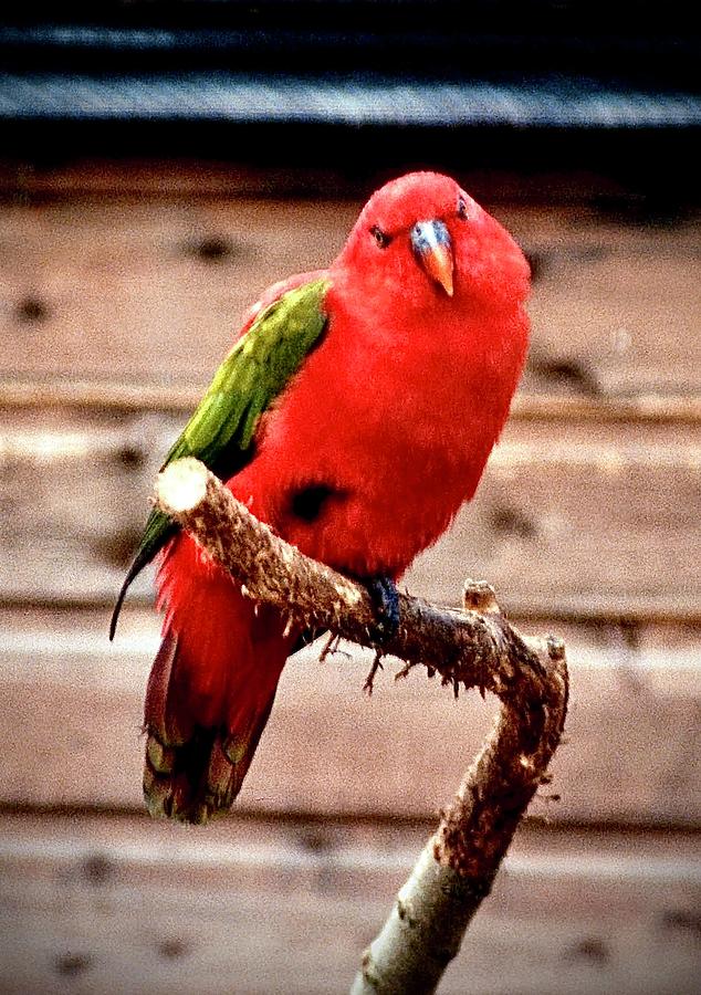 Red Lory #2 Photograph by Gordon James
