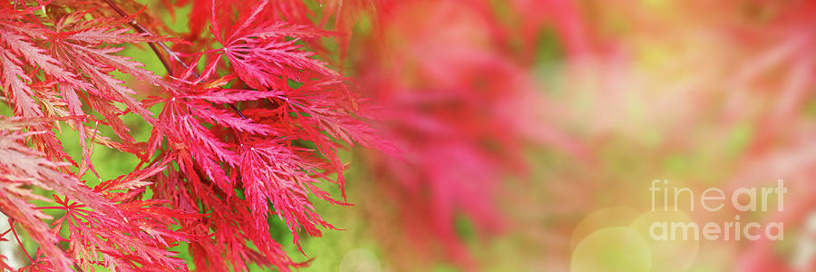 Red Maple leaves #2 Photograph by Delphimages Photo Creations