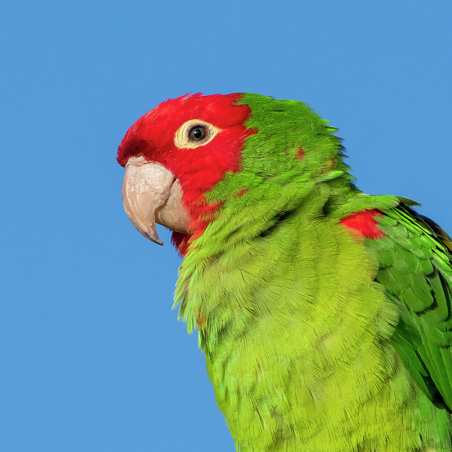 Red-masked Parakeet #1 Photograph by Ken Stampfer