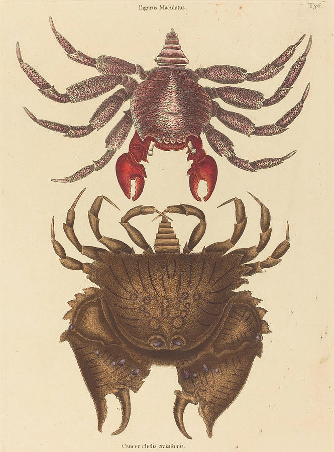 Red Mottled Rock-crab, Cancer grapsus #2 Drawing by Mark Catesby