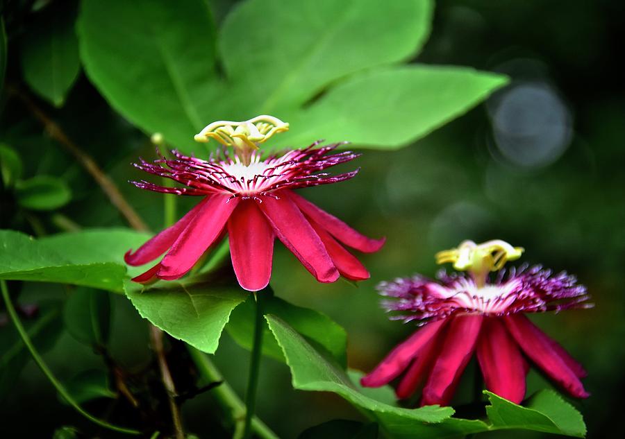 Nature Photograph - Red Passion Flowers by Carol Bradley