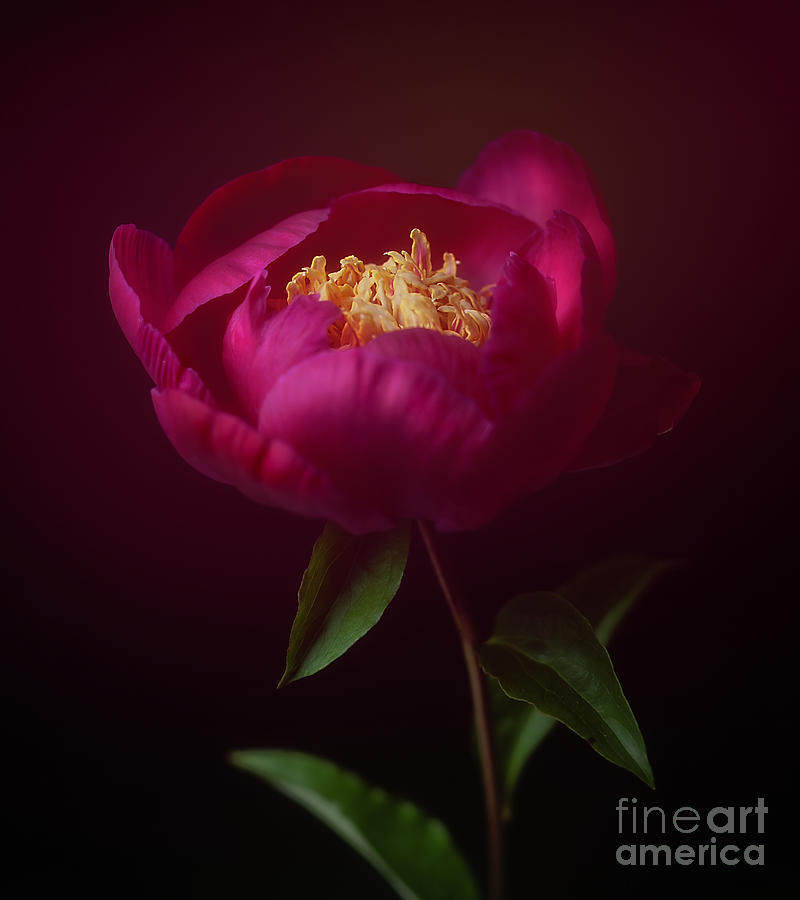 Red Peony #1 Photograph by Ann Jacobson