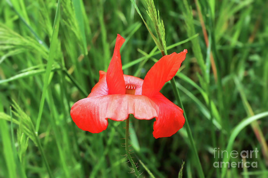 Red Petals Of Corn Poppy In Wind Photograph