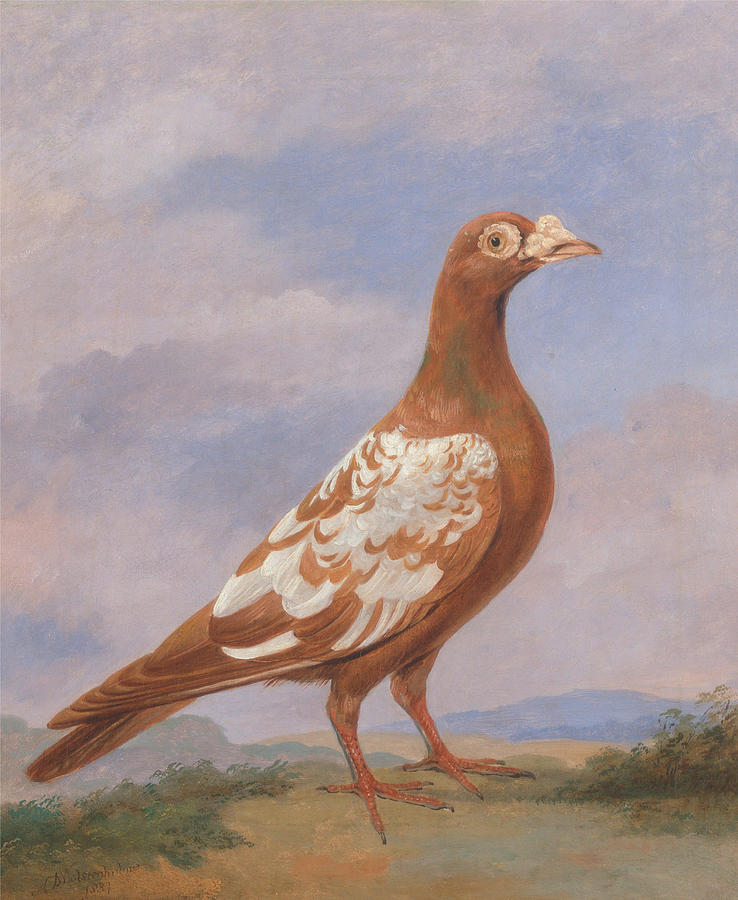Dean Painting - Red pied carrier  #1 by Dean Wolstenholme