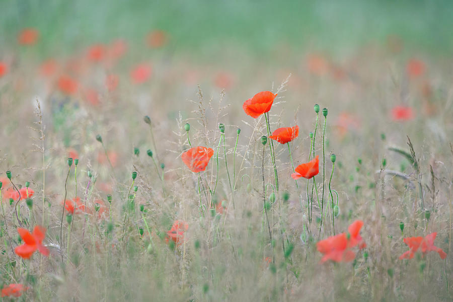 Red Poppies in a Meadow #1 Photograph by Anita Nicholson