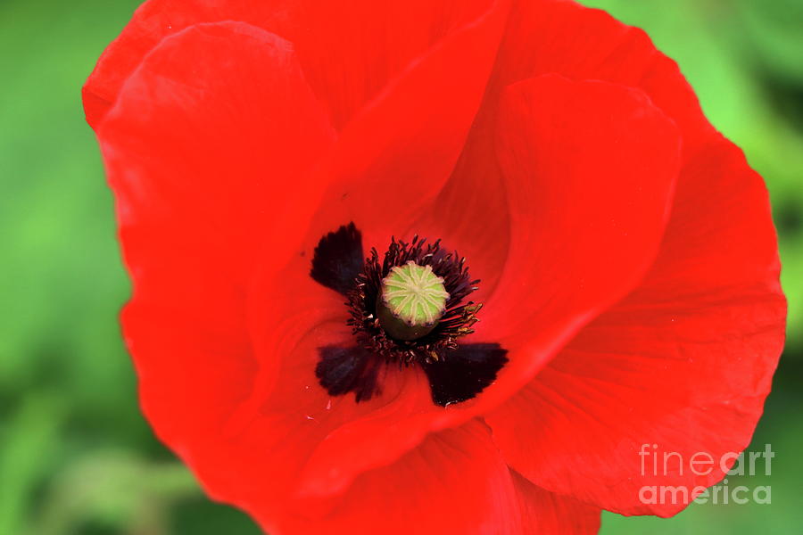 Red Poppy  #2 Photograph by Christiane Schulze Art And Photography