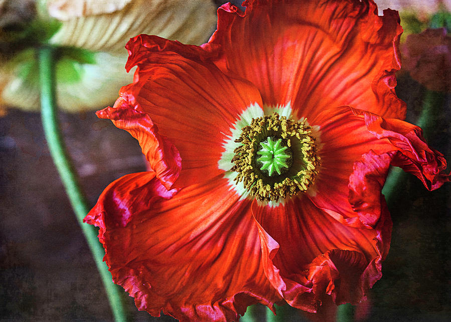 Red Poppy #1 Photograph by Cindi Ressler