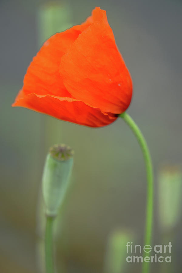 Red Poppy #1 Photograph by Jill Greenaway