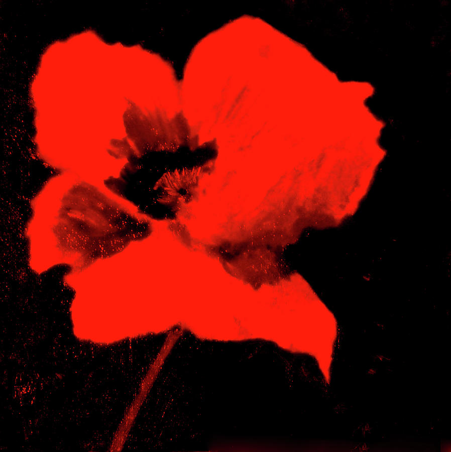 Red Poppy #1 Painting by Katy Hawk