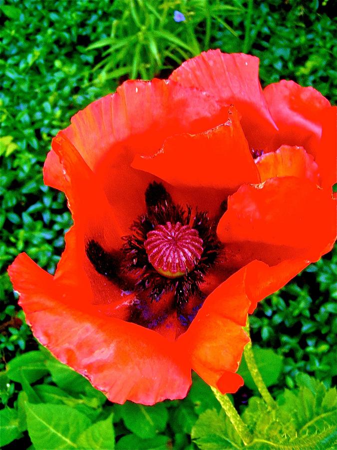 Red Poppy #1 Photograph by Stephanie Moore