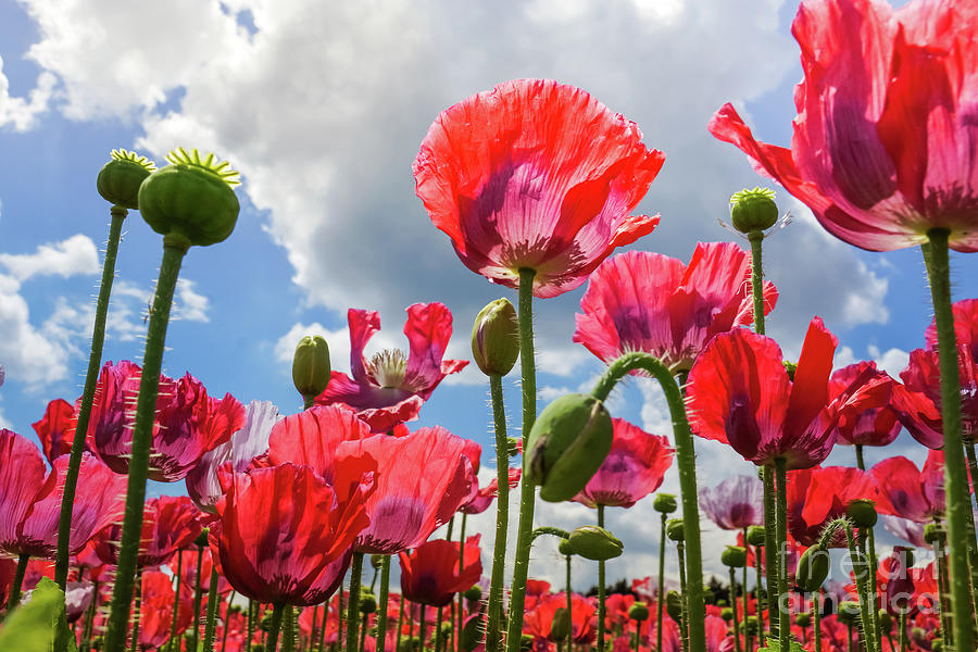 Red Poppy Wall Art Photograph by Natasha Riha - Fine Art America