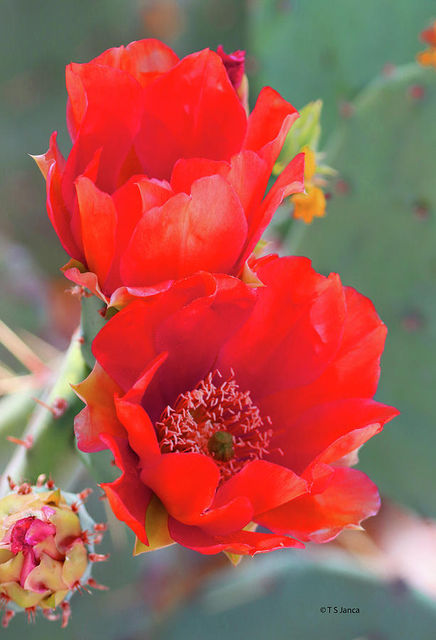 Red Prickly Pear Flowers #1 Digital Art by Tom Janca